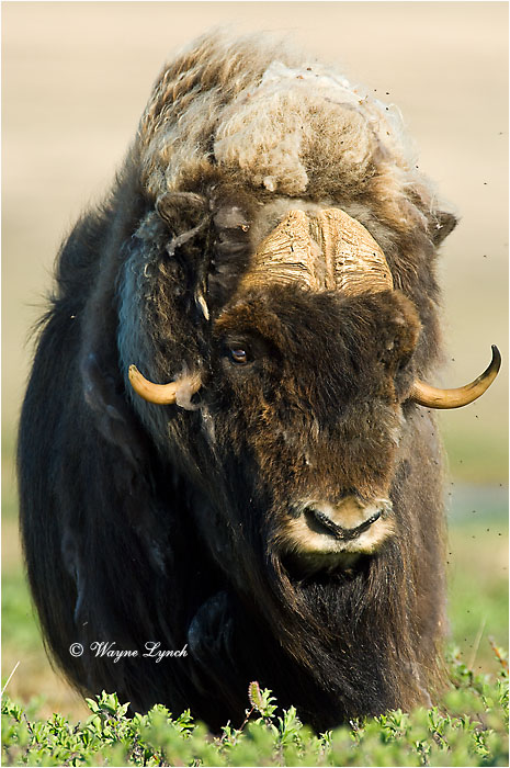 Muskox 120 by Dr. Wayne Lynch &copy;